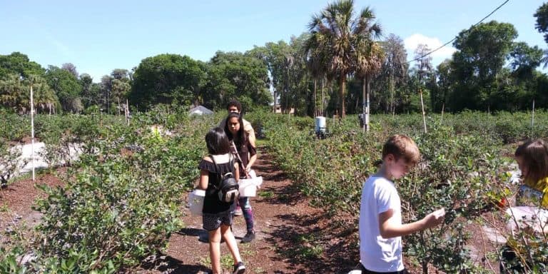 Blueberry picking 2019