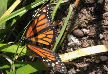 Monarch Butterflies!