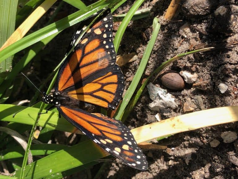 Monarch Butterflies!