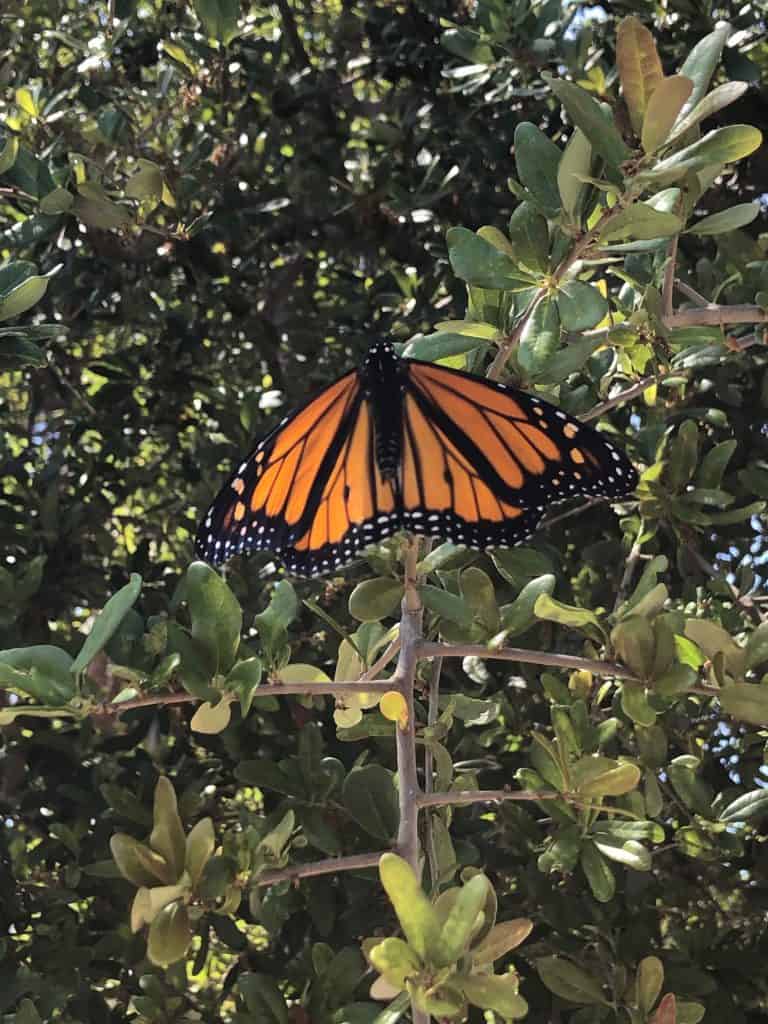 Monarch Butterfly