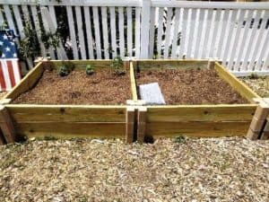 Gardening in the backyard!