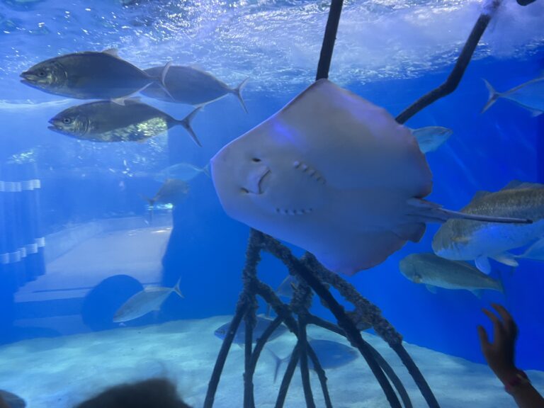 Florida Aquarium field trip! (click for more pics)